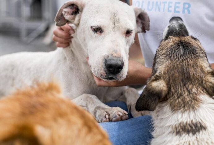 Animais em abrigos