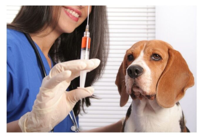 Vacinação de cachorros