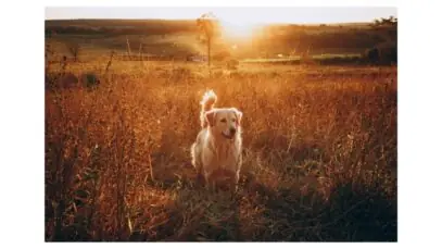Cão Joca