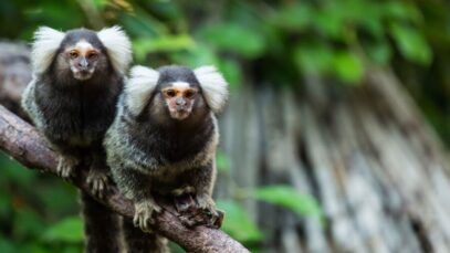 macaco macaco