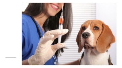 Vacinação de cachorros