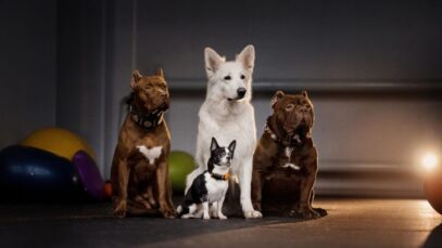 raças de cães