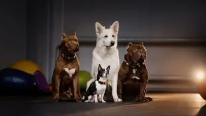 raças de cães