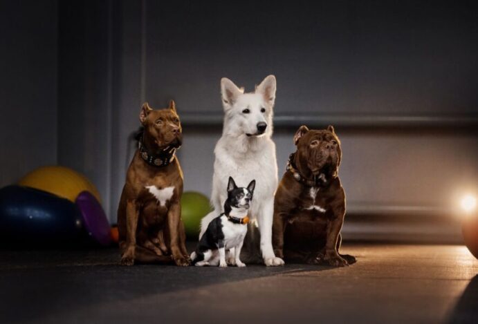 raças de cães