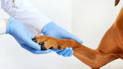 dores articulares nos pets
