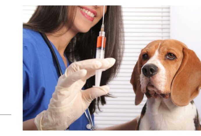 Vacinação de cachorros