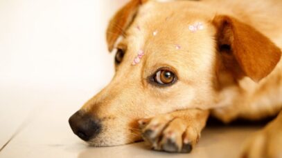 dia nacional do vira-lata