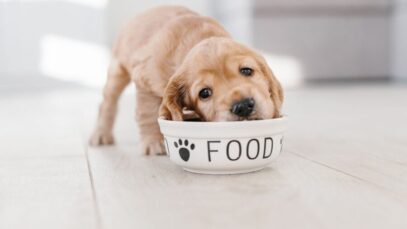 INDÚSTRIAS DE PET FOOD