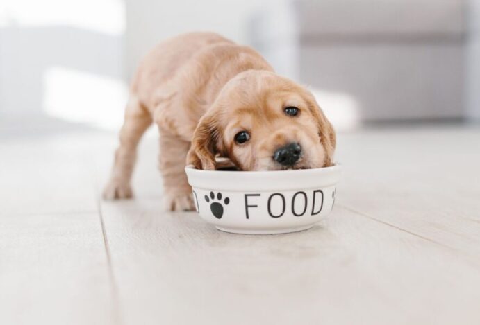 INDÚSTRIAS DE PET FOOD