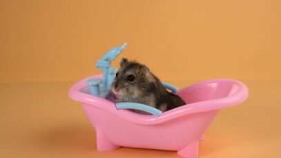 Hamster pode tomar banho