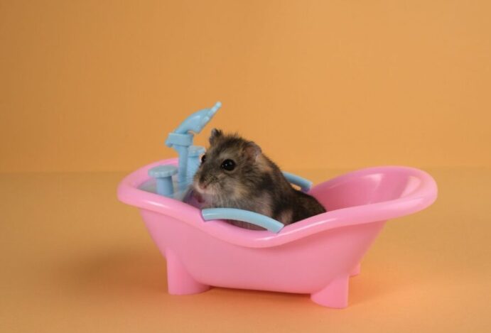 Hamster pode tomar banho