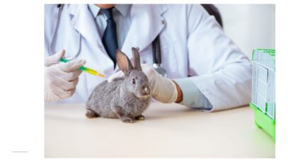 coelhos de estimação coelhos de estimação