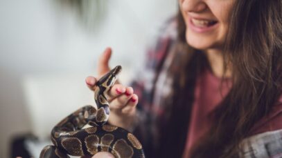 cobra como animal de estimação cobra como animal de estimação