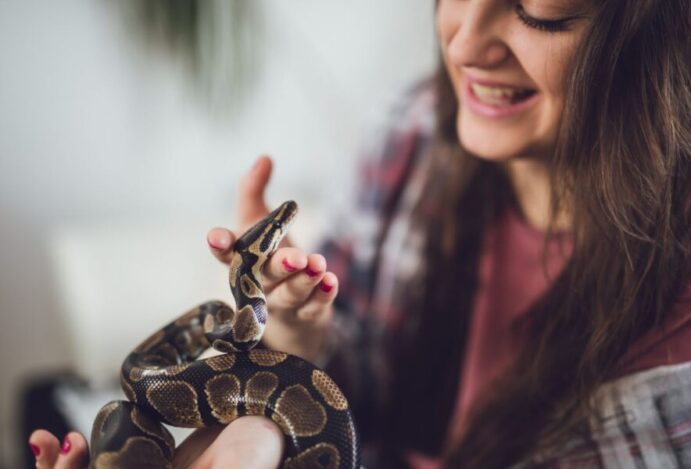 cobra como animal de estimação