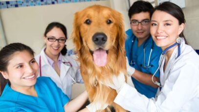veterinários lusófonos