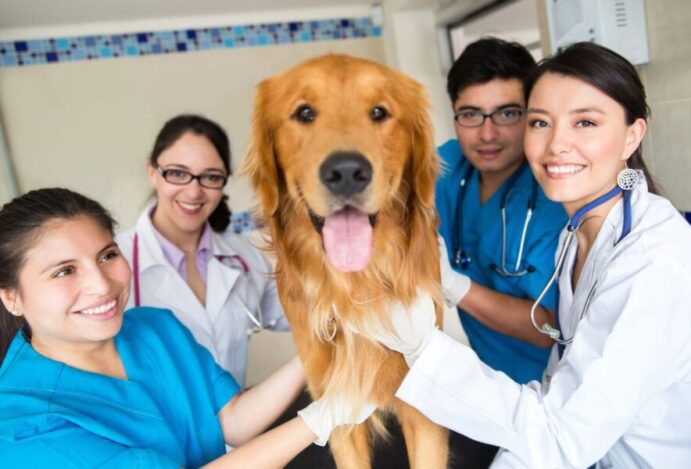 veterinários lusófonos
