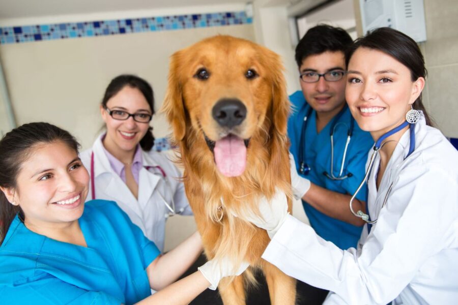 Conselhos estudam criar associação de veterinários lusófonos 1 veterinários lusófonos