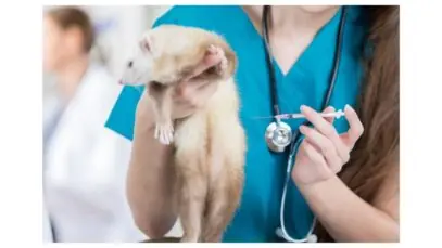 Pet exótico