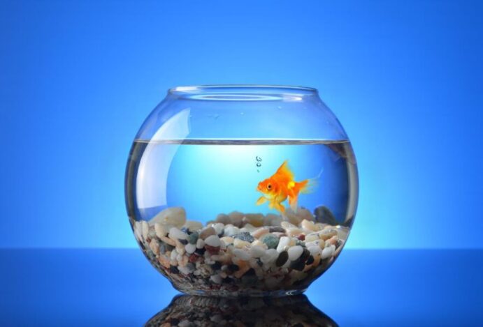 Doenças mais comuns nos peixes