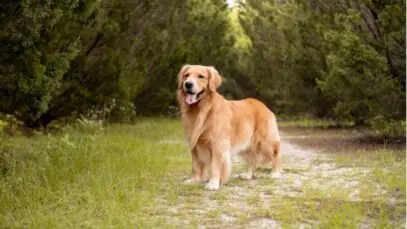 cão joca