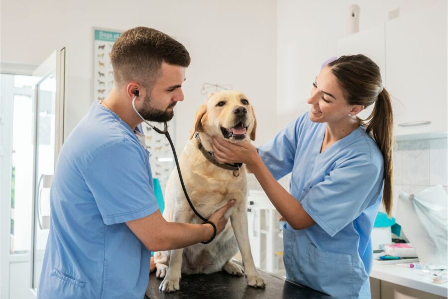 Mais de 90% dos tutores não têm planos de saúde para pets 1 PLANOS DE SAÚDE PARA PETS