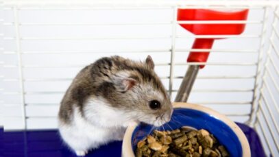 hamster