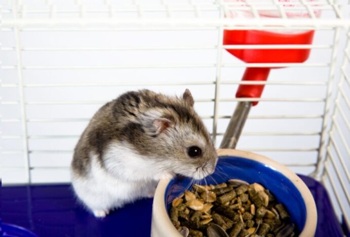 hamster
