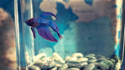 Peixe betta