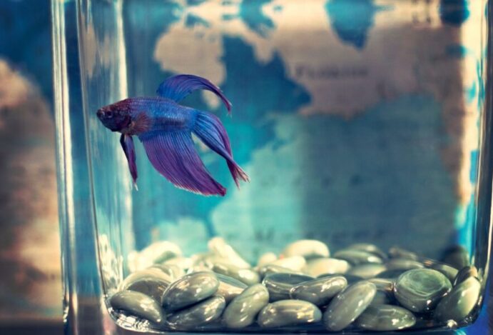 Peixe betta