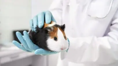 doenças mais comuns em hamsters