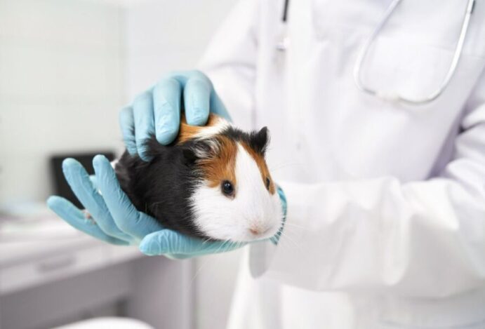 doenças mais comuns em hamsters