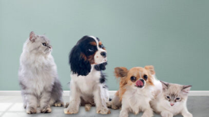 POPULAÇÃO DE PETS,