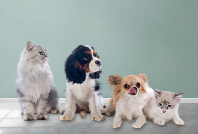POPULAÇÃO DE PETS,