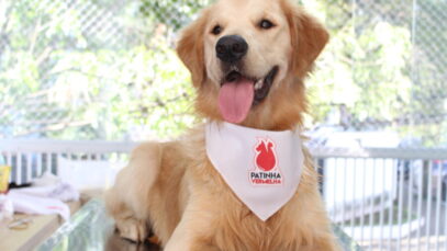 Campanha ‘Patinha Vermelha’ promove doação de sangue de cães em SP