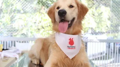 Campanha ‘Patinha Vermelha’ promove doação de sangue de cães em SP