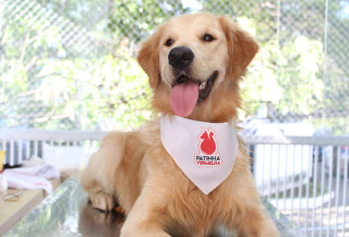 Imagem relacionada a: Campanha ‘Patinha Vermelha’ promove doação de sangue de cães em SP