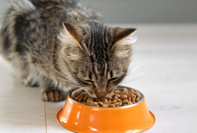 alimentos proibidos para os gatos