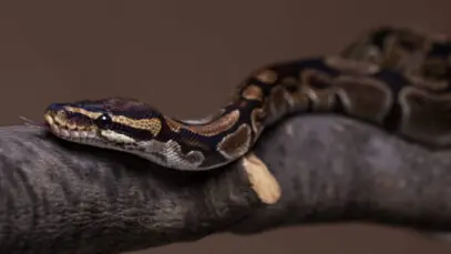 Terrário para cobras
