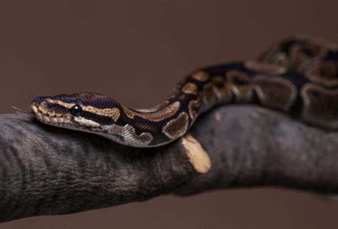 Terrário para cobras