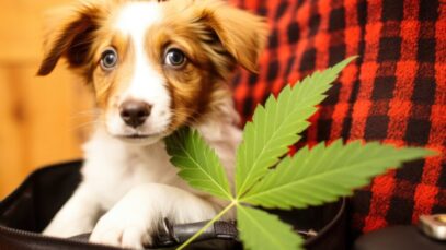 CANNABIS NA MEDICINA VETERINÁRIA