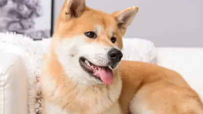 cães mais bonitos do mundo