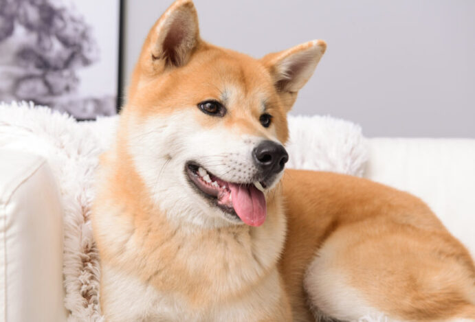 cães mais bonitos do mundo