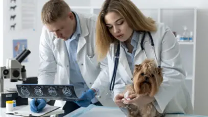 Câncer de pele em pets