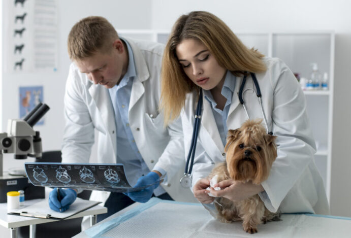 Câncer de pele em pets