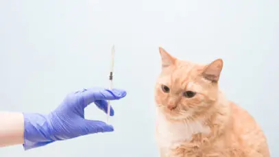 gato
