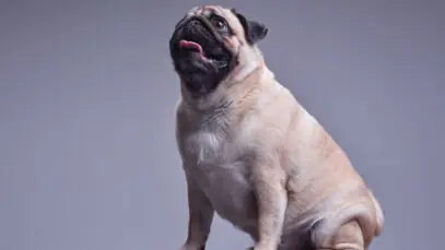 OZEMPIC PARA PETS