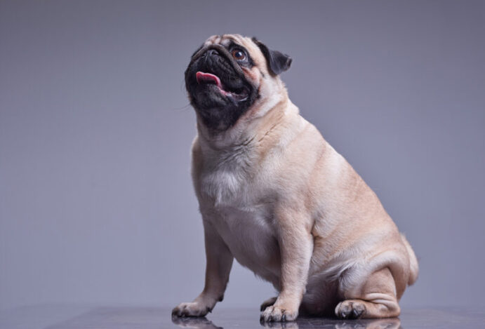 OZEMPIC PARA PETS