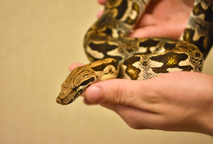 Cobras domésticas