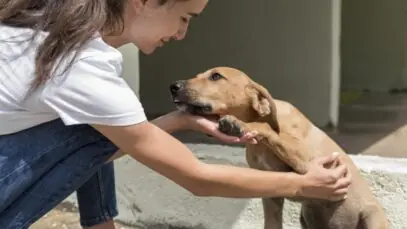 Adote um pet gauchinho