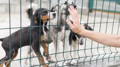 Cães resgatados